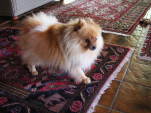 Max