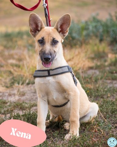 Xena SI